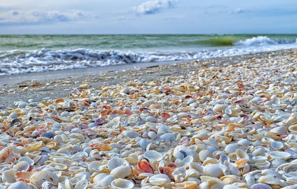 The BEST Miami Beach Shelling tours 2025