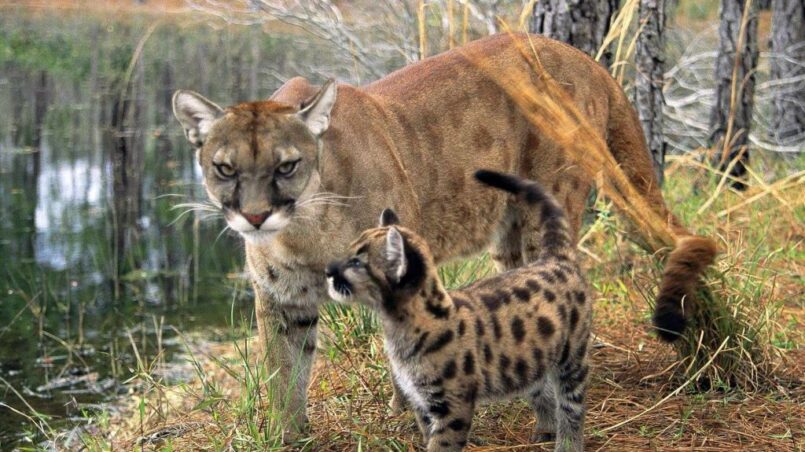 Florida panthers in the urban wilderness of miami guide free
