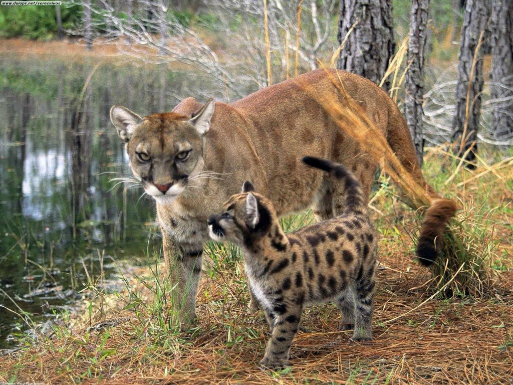 Florida panthers in the urban wilderness of miami guide free